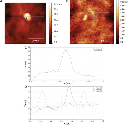 Figure 4 Atomic force microscopy images and line plots of a single CHX-HMP NP (A, C) and an aggregate of NPs (B, D). In (D), the black line corresponds to profile 1 in (B), the red line to profile 2, and the green line to profile 3, each showing a feature thought to be a nanoparticle or small aggregate. The textured background in (B) is thought to be the polymer surface.Abbreviations: CHX, chlorhexidine; HMP, hexametaphosphate; NP, nanoparticle.