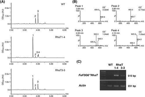 Figure 5. Heterologous expression of FeF3G6″RhaT in tobacco BY-2 cells and confirmation of rhamnosyltransferase activity.(A) HPLC of methanol extracts of wild-type (WT) and FeF3G6″RhaT-overexpressing BY-2 cells (RhaT1-4 and RhaT3-3) treated with quercetin. The eluates were monitored at 350 nm using a diode array detector. Peak identification: 1, rutin; 2, quercetin 3-O-glucoside; 3, quercetin malonylglucoside; 4, mono-methylated rutin. (B) The negative electron-spray ionization (ES−) MS spectra of each peak observed in (A). The retention time of MS peaks was delayed by about 0.08 min over that of the diode array. (C) RT-PCR analysis of FeF3G6″RhaT mRNA accumulation in WT and transformed BY-2 cells. A 515-bp cDNA fragment was expected for FeF3G6″RhaT mRNA, 231-bp was expected for tobacco actin mRNA.