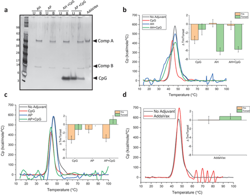 Figure 4. Effect of various adjuvants on the overall conformational stability of IVX-411. (a) Percent antigen bound vs unbound to adjuvant as determined by SDS-PAGE analysis with representative gel showing IVX-411 antigen samples formulated with various adjuvants (2 mcg/mL IVX-411 in presence of AH, AP, with or without CpG, or AV). The unbound (U) and the bound (B) fractions were separated by centrifugation followed by removal of alum-bound antigen (and CpG) using “strong” desorption conditions (see methods). (b, c) DSC thermograms comparing IVX-411 in solution with IVX-411 formulated with (b) AH or (c) AP alum-adjuvants, both with or without CpG. *The onset temperature value of antigen with AP alone could not be calculated due to baseline noise. (d) DSC thermograms comparing IVX-411 in solution to IVX-411 formulated with AV. As shown in the inset bar graphs, the effect of the adjuvants on the overall conformational stability of IVX-411 was summarized by calculating delta Tm and delta Tonset values (i.e., subtracting the Tm and Tonset values of the no adjuvant control from the Tm and Tonset values of formulated samples). Thermograms are a mean of duplicate scans and the data in the inserts of B-D are the mean of two measurements and the error bars represent the data range after accounting for error propagation. All DSC experiments were performed at 200 mcg/mL IVX-411 in a 50 mM Tris, 150 mM NaCl, 5% sucrose, 0.1 M L-Arginine, pH 8.0 formulation buffer.