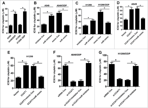 Figure 3. CCAT1 enhanced DDP resistance of NSCLC cells by inhibiting miR-130a-3p. (A) IC50 value for DDP was calculated by CCK-8 assay in A549, H1299, A549/DDP and H1299/DDP cells. (B and C) DDP IC50 value was determined by CCK-8 assay in A549 and H1299 cells transfected with miR inhibitor or inhibitor Con, as well as in A549/DDP and H1299/DDP cells introduced with miR mimic or mimic Con. DDP IC50 value was detected by CCK-8 assay in A549 (D) and H1299 (E) cells transfected with CCAT1, or in combined with miR mimic. DDP IC50 value was measured by CCK-8 assay in A549/DDP (F) and H1299/DDP (G) cells transfected with si-CCAT1, or along with miR inhibitor. *P < 0.05.