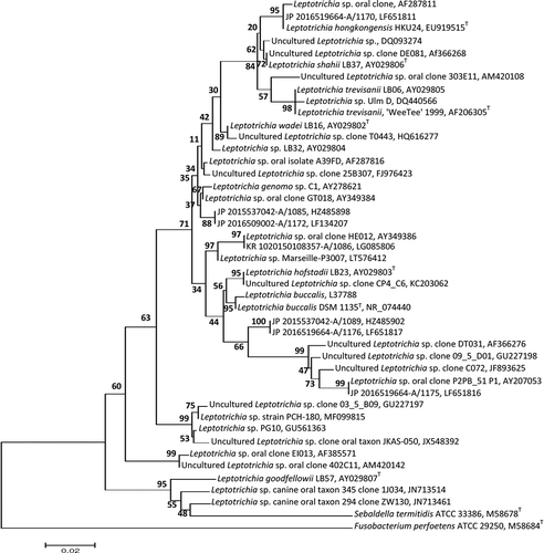 Figure 1. A phylogenetic tree obtained from the MEGA (www.megasoftware.net) program based on only sequences >800 bp by neighbor joining after ClustalW alignment. The analysis of the 16S rRNA gene sequences of the representative clones and reference strains of related Leptotrichia species and other members of Fusobacteriacea derived from GenBank is shown. Bootstrap values from 500 replicate trees are given at the nodes. Scale bar shows sequence divergence. T = type strain.