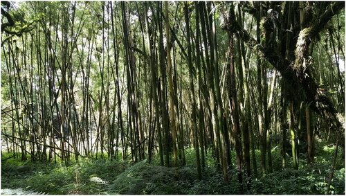 Figure 9. Natural highland bamboo stands in Andracha district, southwest Ethiopia.
