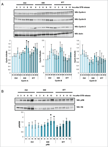 Figure 3. Cyclin expressions are disrupted in OGA knockdown cells. Control and OGA KD cells were synchronized into G1/S by double thymidine block and released. Time points were harvested every 3 hours for western blot analysis. (A) In the OGA 040 and 877 cells, expression pattern of Cyclin A, B, and D are altered. Expression of actin was used as a load control. (B) phosphorylated RB and are RB protein gel blots were performed as in A. Graphs show normalized densitometric analysis for phosphorylation of RB, or Cyclin(s) A, B, or D protein expression. Signals were first normalized with actin then normalized with control at time-point 0 as indicated (n = 3–4; *, p < 0.05 versus control). Data are expressed as means ± SE. Ctrl = Control, 040 = OGA040, 877 = OGA877. Statistic analysis was performed between Ctrl group and 040 or 877 group at the different time-point accordingly. All experiments were performed with at least 3 biological replicates.