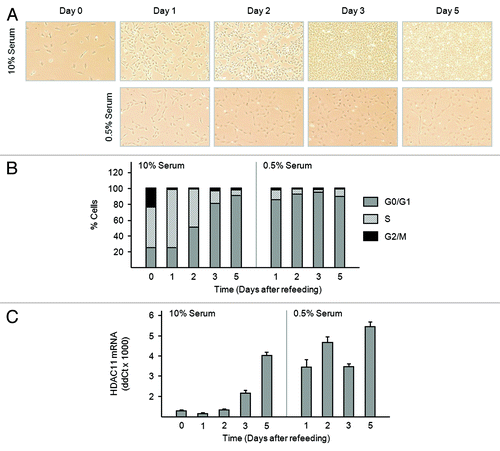 Figure 6. Serum deprivation increases amounts of HDAC11 mRNA in Balb/c-3T3 cells. (A–C) Sparse, cycling cells in 10% serum were refed with medium containing 10% or 0.5% serum (day 0). (A) Cultures were photographed on the days indicated. Magnification is 10×. (B) Percentages of cells in G0/G1, S, and G2/M were determined by FACS analysis of propidium iodide-stained cells. (C) Amounts of HDAC11 mRNA were determined by RT-qPCR on the days indicated. Error bars show standard deviation.