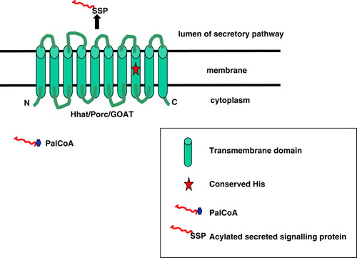 Figure 1.  MBOAT family members’ topology. MBOAT (membrane-bound O-acyltransferase) family members that promote protein acylation – Hhat, Porc and GOAT – contain multiple membrane-spanning domains. These palmitoylacyltransferases (PATs) are responsible for attaching fatty acids (originating in the cytoplasm in the form of activated CoA esters) to secreted signalling proteins (SSP), such as Hedgehogs, Wg/Wnts and ghrelin, within the lumen of the secretory pathway. The histidine shown is conserved in almost all members of the MBOAT family and may contribute to the active site of the putative acyltransferase. This Figure is reproduced in colour in Molecular Membrane Biology online.