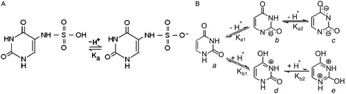 Scheme 1. (A) Ionization equilibrium in SFU; (B) ionization equilibrium in uracil.