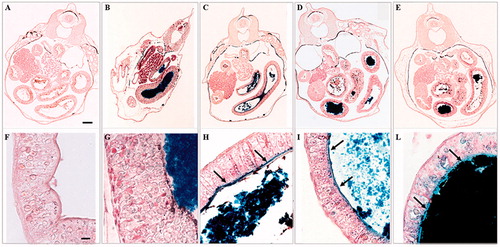 Figure 6. Histological transversal sections at abdominal region of stage 46 X. laevis embryos stained with Perl’s protocol. Low (A–E) and high magnification (F–L) of a control (A and F) and embryos exposed to 25 mg Fe/L of FeSO4 (B), FeCl3 (C), ZVI NPs (D) and Fe3O4 NPs (E). In all treated embryos, the presence of blue material in the intestinal loops related to iron in form of Fe(III) is appreciable. In embryos treated with FeCl3 (H), ZVI NPs (I) and Fe3O4 NPs (L), blue staining evidenced that iron adheres to the brush border (black arrow) Bars = 100 µm (low magnification) and 10 µm (high magnification).
