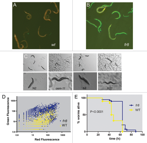 Figure 1 Characterization of Peni mutants. Uninfected transgenic worms carrying a pnlp-29::GFP reporter do not express high levels of GFP in the wild-type background (A) while in homozygous fr8 worms there is a strong constitutive expression (B). The transgenic worms also carry a pcol-12::dsRed reporter gene, which is expressed from the L2 stage onwards. Green and red fluorescence are visualized simultaneously. (C) The acute osmotic stress resistance (>15 minutes on NGM agar plates containing 500 mM NaCl) of wild type N2 worms is compared to osm-11(n1604), fr8 and fr10 mutants (left to right). Upper and lower panel shows low and high magnification of the worms. (D) Quantification of fluorescence in the wild-type (yellow) and fr8 (blue) mutant background of a mixed stage population with the COPAS Biosort. Each dot represents an individual worm (n = 2536 and 3349 for WT and fr8, respectively). Red and green fluorescence are shown on an arbitrary logarithmic scale. (E) Survival of fr8 versus WT control worms (both containing the integrated frIs7 reporter transgene) after infection with D. coniospora at 25°C. Data are representative of three independent experiments [n > 100; p < 0.0001, log-rank (Mantel-Cox) test].