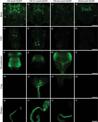 Figure 3. TH-F1-Gal4 and TH-D4-Gal4, but not PAM-Gal4, also showed expression in the gut. Confocal images showing expression of EGFP driven by TH-Gal4, TH-F1-Gal4, TH-D4-Gal4 and PAM-Gal4 in brain (a-d), VNC (e-h), proventriculus (i-l), crop (m-p) and hindgut (q-t). VNC: central nervous cord. Scale bar: d, h and p, 100 µm; l, 50 µm and t, 200 µm.
