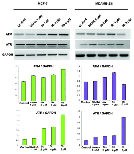 Figure 6. DNA damage activates ATM and ATR gene expressions. Treatment was given at 5 µM (in MDAMB-231), 1 µM (MCF-7) concentration of SAHA, 2, 4, and 8 µM 5b for 24 h. Total RNA was extracted from treated cells. RT-PCR was conducted using specific primers. PCR products were separated on 1.2% agarose gel electrophoresis and visualized under UV light. GAPDH was used as loading control. Experiment was repeated three times. Error bar represents standard deviation from three different experiments.