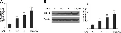 Figure 1 LPS increased the expression of NK-1R in RAW264.7 macrophages. Cells were treated with LPS (0.5, 1, 2 μg/mL) for 24 h. (A) mRNA of NK-1R; (B) protein of NK-1R (**, ##, $$, P<0.01 vs the control group, the 0.5 μg/mL LPS group, the 1 μg/mL LPS group, respectively).
