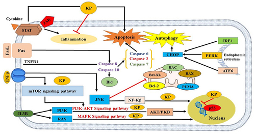 Figure 1 Mechanism of action of KP in promoting cell death in liver cancer.