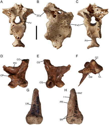 Fig. 6. Eagle-sized fossil accipitrid material from South Australia: Cryptogyps lacertosus, Green Waterhole Cave, thoracic vertebra SAMA P24329 in A, caudal, B, lateral, and C, cranial view; Dynatoaetus pachyosteus, right quadrate in D, medial, E, lateral and F, ventral view; C. lacertosus, Green Waterhole Cave, os metatarsale I in G, plantar and H, dorsal view. Abbreviations: CC, condylus caudalis; CL, condylus lateralis; CM, condylus medialis; CO, capitulum oticum; CP, condylus pterygoideus; CQ, cotyla quadratojugalis; CS, capitulum squamosum; FvC, fovea costalis; FV, foramen vertebrae; I, indentation; LM, lateral margin; PAT, processus articularis tarsometatarsalis; PO, processus orbitalis; Pr, projection; PV, processus ventralis; SR, sulcus ridges; ZCa, zygapophysis caudalis. Scale bar 10 mm.