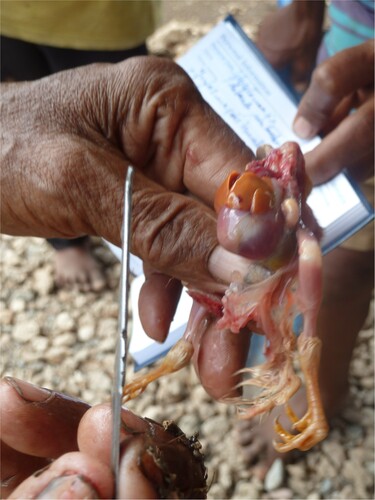 Figure 3. Reading the markings on the chicken liver (photo credit: Kiku Moniz).