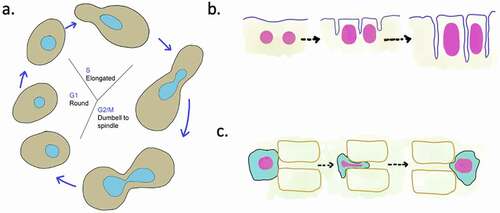 Figure 1. Nuclear shape changes during cellular processes