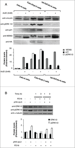 Figure 4. Influence of rpL3 on MDM2, pERK1/2 and p21 proteins upon Act D treatment. (A) Calu-6 cells were transiently transfected with pHa-rpL3. Calu-6, Calu-6/rpL3 and rpL3ΔCalu-6 were treated with 5 nM Act D for 24 h or untreated. Protein extracts from the samples were analyzed by western blot with indicated antibodies. Anti-vinculin was used as loading control. (B) Effect of rpL3 on ERK expression upon ERK inhibition. Calu-6 cells were transiently transfected with pHA-rpL3. 24 h later, untransfected and transfected cells were treated with 10 μM of the inhibitor PD18 for 1 and 3 h. Protein extracts from the samples were analyzed by western blot using anti-ERK1/2 and pERK1/2 antibodies. Anti-β-tubulin was used as loading control.
