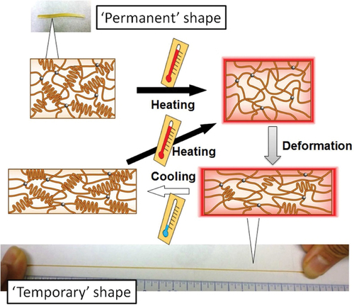 Figure 1. Schematic representation of the mechanism of shape-memory effects for thermally induced shape-memory polymers (SMPs) based on a crystal-amorphous transition in a semicrystalline-based polymer network, reprinted with permission from [Citation5], copyright reserved Taylor and Francis 2015.