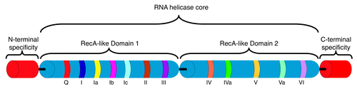 Figure 1. DEAD-box RNA helicase structure. The DEAD-box helicase core consists of two RecA-related domains containing a minimum of 12 conserved domains that characterize the family.Citation4,Citation5,Citation15,Citation126 The sequence of the conserved domains in the E. coli DeaD protein are: Q, PSPIQ; I, GSGKTAAF; Ia, LAPTRELAVQV; Ib, GG; Ic, VGTPGRLLD; II, VLDEADEM; III, FSATM; IV, IIFVRTK; IVa, NGDMNQALR; V, LIATDVA; Va, ARGLDVERISLVVNYD; VI, YVHRIGRTGRAG. The relative order for the domains with RNA-binding or unwinding and ATP binding and/or hydrolysis functions are shown. For example, domain II contains the DEAD motif (Asp-Glu-Ala-Asp). In addition to the helicase core, DEAD-box RNA helicases frequently contain N- and C-terminal extensions that provide RNA and/or protein interaction specificity. The figure is not drawn to scale and has been adapted from Linder and Jankowsky.Citation4