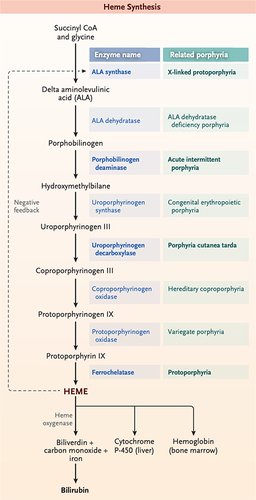 Figure 1 The pathway of heme synthesis, showing pathway intermediates and end-product regulation by heme. The eight steps of heme synthesis (left columns) are shown with the enzyme (middle column) that catalyzes each step. The enzymes in bold face are the clinically most prevalent porphyrias. Acute intermittent porphyria is the most common acute hepatic porphyria.