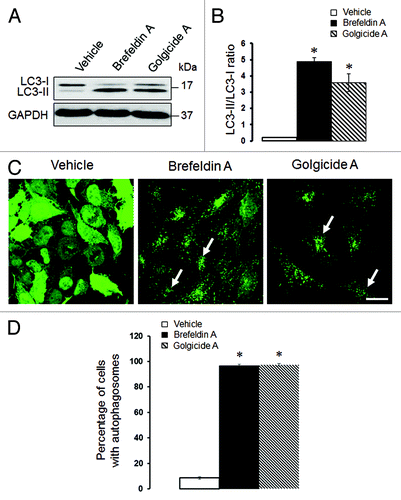 Figure 6. Pharmacological disruption of the Golgi stimulates autophagy. SK-CO15 (A and B) and HeLa-GFP-LC3 (C and D) cells were treated for 24 h with either vehicle, Brefeldin A (2 µM) or Golgicide A (50 µM), and expression of LC3-II and accumulation of autophagosomes were determined by immunoblotting and fluorescence microscopy, respectively. *p < 0.001 compared with the vehicle-treated group (n = 3). Scale bar, 20 µm.
