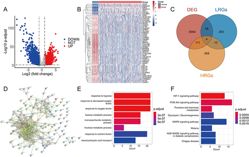 Figure 1 Identification and functional enrichment of differential expressed hypoxia-related genes (HRGs) and lactate metabolism-related genes (LRGs) in HCC. (A) The volcano plot of the differentially expressed genes (DEGs) between normal and tumor tissues. (B) The heat map showed the detailed expression of the top 50 DEGs. (C) The Veen diagram of the DEGs, HRGs and LRGs. (D) The protein–protein interaction (PPI) network of differential expressed HRGs and LRGs. GO enrichment analysis (E) and KEGG pathway analysis (F) of differential expressed HRGs and LRGs.