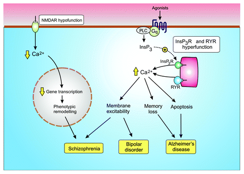 Figure 5. Dysregulation of modulatory Ca2+ signaling pathways contribute to neural diseases. Hypofunction of the NMDA receptor results in a reduction in the gene transcription necessary to maintain the GABAergic phenotype resulting in schizophrenia. Hyperfunction of the Ins(1,4,5)P3/Ca2+ signaling pathway has been linked to both bipolar disorder and Alzheimer disease.