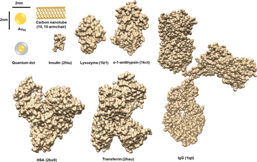 Figure 1 Size comparison between proteins and NPs.Notes: The sizes of NPs are compared to those of various proteins. The codes in brackets are those from the PDB database. Adapted with permission from Kopp M, Kollenda S, Epple M. Nanoparticle-Protein Interactions: Therapeutic Approaches and Supramolecular Chemistry. Acc Chem Res. 2017; 50(6):1383–1390. Copyright (2019) American Chemical Society.Citation50Abbreviations: HSA, human serum albumin; IgG, immunoglobulin G.
