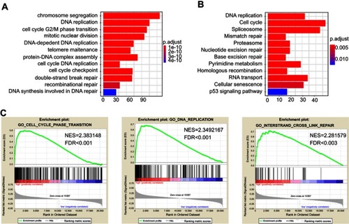 Figure 2 The correlation between CDKN3 expression with the cell cycle and DNA damage repair. (A–B) GO (A) and KEGG (B) enrichment analysis with CDKN3 strongly correlated genes. The X axis represents counts. (C) Representative GSEA enriched gene sets within CDKN3 co-regulated genes.Abbreviations: FDR, false discovery rate; NES, normalized enrichment score.