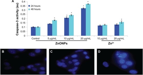 Figure 6 Increase of Caspase-3 activity and chromosome condensation in A375 cells after exposure to ZnONPs and Zn2+ for 24 and 48 hours. (A) Caspase-3 activity. (B) Control. (C) Exposed at 20 μg/mL Zn2+. (D) Exposed at 20 μg/mL ZnONPs.Notes: Each value represents the mean ± SE of three experiments. *P < 0.01 vs control.Abbreviations: ZnONPs, zinc oxide nanoparticles; SE, standard error.