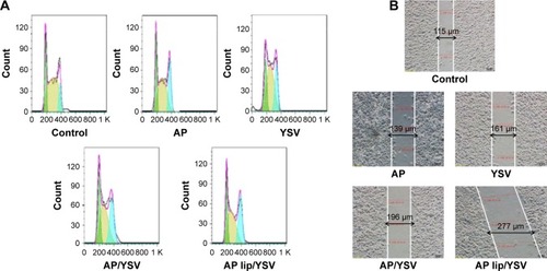 Figure 4 Synergistic effects of apigenin-loaded TPGS liposomes and YSV on cell cycle (A) and invasion (B) in A549 cells (n=3).Abbreviation: TPGS, D-alpha-tocopheryl polyethylene glycol 1000 succinate.