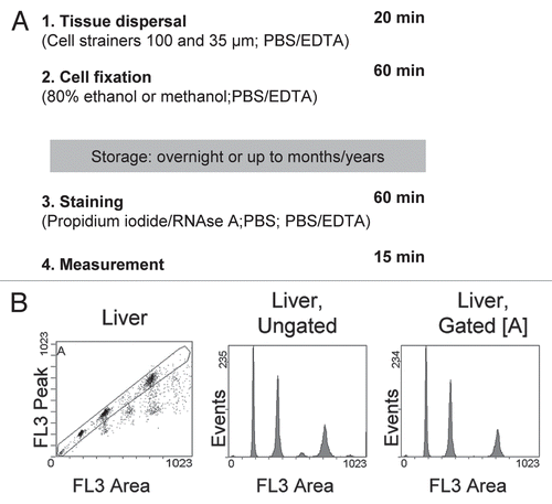 Figure 1 A standardized method for high resolution in vivo cell cycle analysis of various tissues. (A) Schematic overview of steps and reagents together with the approximate time required to process four samples. Incubation and centrifugation steps account for most of the fixation and staining time, which will therefore not change much if more samples are processed in parallel. (B) Gating strategy to exclude doublets and higher cell aggregates from analysis, as applied to liver tissue derived from a C57/B6J mouse. The three peaks in the gated histogram represent cells with 2N, 4N and 8N DNA content (from left to right).