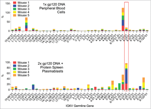 Figure 4. Comparison of the V-segment kappa germline gene usage by B-cells in peripheral blood cells 7 days after the first DNA immunization or in spleen plasmablasts 4 days after the 2nd DNA and boost. Germline genes which are dominant in both time points are highlighted.