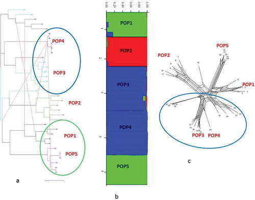 Figure 10. (a) Reticulogram, (b) STRUCTURE plot, (c) neighbor-net network of G. pyrenaicum populations based on k = 3 of ISSR data.