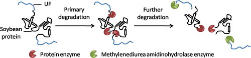 Figure 8. The release mechanism of SPH-modified UF fertilizer.