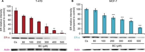 Figure 1 (A) BC downregulates ER-α protein expression in T-47D cells. (B) BC downregulates ER-α in MCF-7 cells.