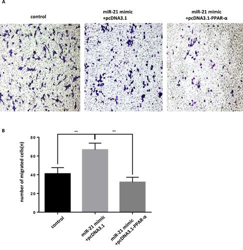 Figure 12 Co-transfection of PPAR-α expression vector and miR-21 mimics into cells, the effect on cell migration (A and B) Cell migration in cell lines was detected by transwell migration assay. n = 3 per group. **P<0.01.