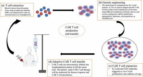 Figure 3. Procedures of CAR T-cell production. (a) T-cell extraction, (b) Genetic engineering (c) CAR T-cell expansion, and (d) Adoptive CAR T-cell transfer.