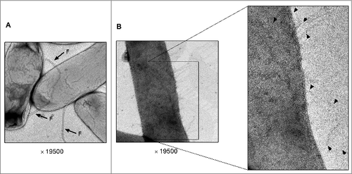 Figure 7. Transmission electron microscopy (TEM) images of the Tcf fimbriae. E. coli ORN172 harboring the vector only (pBAD18) (A) and E. coli ORN172 harboring an inducible Tcf (pBAD18::tcf-tinR tioA) (B) were grown for 14 h in N-minimal medium (pH 7) supplemented with 50 mM arabinose. Images were taken using FEI F20 Philips-Tecnai field emission gun transmission electron microscope (TEM) equipped with Gatan One View CMOS camera. Flagella are indicated by arrows and the letter ‘F’ and Tcf fimbriae are shown by arrowheads