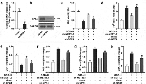 Figure 5. GPX4 silenced neutralized the sh-METTL3 effects in the ODG/H treated BMVECs.