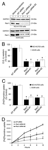 Figure 1. Cell proliferation is significantly decreased by silencing Rac1 expression in NSCLC cell lines. (A) To assess the silencing of Rac1 expression in NSCLC cell lines, NCI-H1703 and A549 cells were either subjected to mock transfection without siRNA (lane 1) or transfected with nontargeting (NT) siRNA (lane 2) or the indicated Rac1 siRNAs (lanes 3 and 4). Cell lysates were prepared and subjected to ECL-Western blotting using antibodies to GAPDH and Rac1. Results are representative of three independent experiments. (B) Quantitative densitometry was conducted to determine the protein levels of Rac1 in the ECL-Western blots described in A. The values are normalized to densitometric values obtained from ECL-Western blots of cells subjected to NT siRNA transfection. Results are the mean ± SE from three independent experiments. (C) Cell proliferation was assayed by measuring [3H]thymidine uptake 72 h after transfecting the cells with 25 nM of the indicated siRNAs. The values are normalized to [3H]thymidine uptake by cells subjected to NT siRNA transfection. Results are the mean ± SE from three independent experiments conducted with six replicates for each treatment in each experiment. (D) Cell proliferation rate was assayed by measuring [3H]thymidine uptake at the indicated time points 72 h after transfecting the cells with 25 nM of the indicated siRNAs. Results are the mean ± SE from three independent experiments conducted with four replicates for each treatment, in each experiment. Symbols above a column indicate a statistical comparison between the indicated sample and the control sample of cells transfected with NT siRNA (*, p < 0.01)
