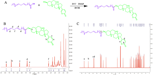 Figure 1 The synthetic route and nuclear magnetic resonance (NMR) characterization of the prodrug. (A) Schematic representation of the synthesis route of the prodrug. NMR spectra of the prodrug, including the hydrogen spectrum (B) and the carbon spectrum(C).