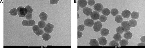 Figure 1 TEM images showing silica NPs before (A) and after (B) the shell synthesis.Abbreviations: NPs, nanoparticles; TEM, transmission electron microscopy.