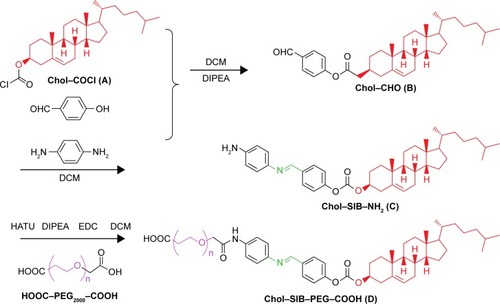 Figure 2 Synthesis of Chol–SIB–PEG conjugates.Notes: The synthesis of Chol–SIB–PEG can be divided into three steps. Chol–COCl (A) was reacted with para-hydroxy benzaldehyde in anhydrous dichloromethane at room temperature under argon in the presence of N-Ethyldiisopropylamine to synthesize Chol–CHO (B). (II) Chol–CHO (B) and para-phenylenediamine were reacted in the methylbenzene with gentle stirring at 120°C in oil bath overnight to synthesize Chol–SIB–NH2 (C). Finally, Chol–SIB–PEG (D) was synthesized by conjugating C with HOOC–PEG–COOH in the presence of HATU, DIPEA, and EDC.Abbreviations: Chol, cholesterol; DIPEA, N,N-diisopropylethylamine; DCM, dichloromethane; HATU, 1-[bis(dimethylamino)methylene]-1H-1,2,3-triazolo [4,5-b]pyridinium 3-oxide hexafluorophosphate; SIB, Schiff base; EDC, 1-ethyl-3-(3-dimethylaminopropyl)carbodiimide hydrochloride; PEG, polyethylene glycol.