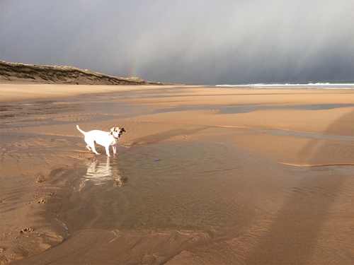 [Image 2: ‘Tommy’ roaming on a remote beach, Embo, Scotland. Author’s own].