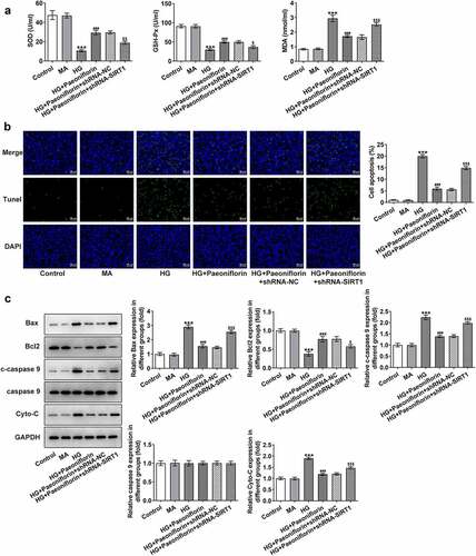 Figure 6. Down-regulation of SIRT1 reversed the protective effect of Pae on oxidative damage in SRA01/04 cells induced by HG. a. ELISA kits detected the expression of SOD,GSH-Px and MDA. b. Tunel assay detected the apoptosis of cells. c. Western blot detected the expression of apoptosis-related proteins. ***p < 0.001, ##p < 0.01, ###p < 0.001vs HG, $p < 0.05, $$p < 0.01, $$$p < 0.001 vs HG + Paeoniflorin + shRNA-NC.