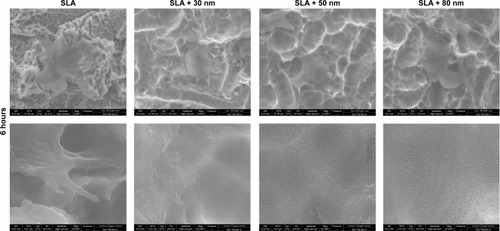 Figure 8 FE-SEM images of the morphology of MG63 cells cultured on different groups for 6 hours (upper panel 2,000×) and high magnification images (lower panel 25,000×) of the filopodia that firmly anchored to the surfaces of different groups.Notes: The cells on the micro/nanotextured surfaces still had more filopodia and some lamellipodia stretching out, especially in the SLA + 80 nm group in which the cells formed extraordinarily irregular shapes. In contrast, the MG63 cells on the SLA surface had few filopodia stretched out and grasping the edges of the pits.Abbreviations: FE-SEM, field emission scanning electron microscopy; SLA, sandblasting with large grit and acid etching.