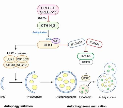 Figure 1. Negative regulation of autophagy by SREBF1. Activation of CTH-H2S signaling in the liver causes the sulfhydration of ULK1 at C951. This modification stabilizes the ULK1-ATG13-RB1CC1/FIP200 complex and increases its kinase activity in the autophagy initiation stage. However, the activation of SREBF1-Mir216a in a hepatic steatosis model inhibits CTH-H2S signaling-mediated ULK1 sulfhydration, increasing UVRAG-RUBCN association, which blocks the fusion of autophagosomes with lysosomes. In contrast, SREBF1 deficiency leads to ULK1 sulfhydration-mediated autophagic flux, promoting lipid degradation and preventing hepatic steatosis