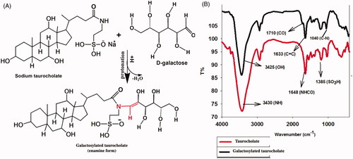 Figure 4. Mechanism of galactosylation of sodium taurocholate (A) and the FTIR spectra of sodium taurocholate and galactosylated taurocholate (B).