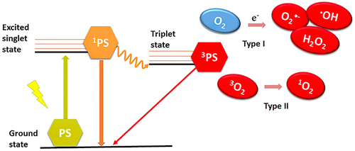 Figure 3 Mechanism of APDT to generate ROS.