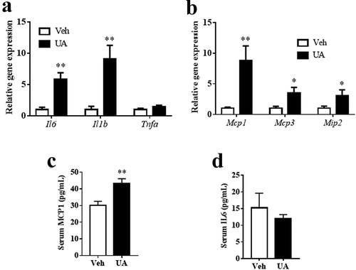 Figure 3. UA induced the expression of interleukin and chemokine genes in the adipose tissue of lean mice. Normal chow fed mice were treated with UA (n = 6) or vehicle (n = 7) for 3 d. (a) Gene expression levels Il6, Il1b and Tnfa in gonadal fat tissues. (b) Mcp1, Mcp3 and Mip2 expression levels in gonadal fat tissues. (c) Serum levels of IL6. (d) Serum levels of MCP1. *P < 0.05, **P < 0.01 Veh VS UA